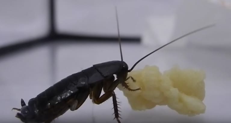 Cucaracha Oriental comiendo