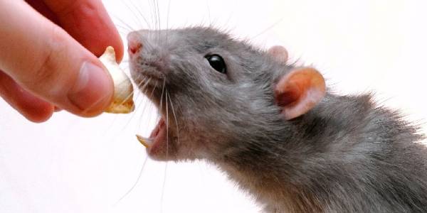 Tratamiento contra Roedores (Ratas, Ratón)